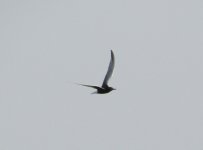 White-winged Tern.jpg