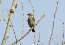 Dusky Thrush.jpg