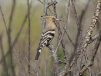 Hoopoe.jpg