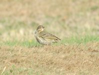 Olive-backed Pipit.jpg