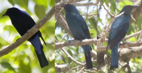 confirmation Asian Fairy bluebird.jpg