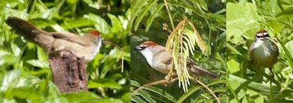 unknown red headed bird.jpg