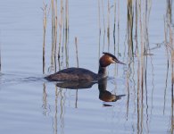 Grebe-2-600mm-resize-for-up.jpg