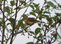 Willow Warbler Secret garden.jpg