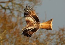 red kite.jpg