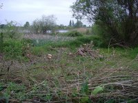 Coppiced Area Moors East.jpg