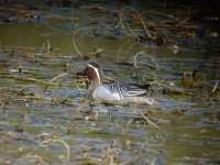 garganey.jpg