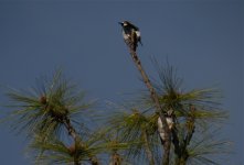 DSCN5795 Acorn woodpeckers bf.jpg