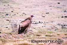 bloodyheadgriffonvulture.jpg