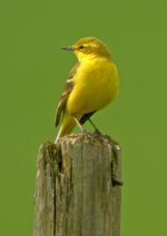 Yellow-Wagtail21.jpg