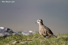 Dotterel.jpg