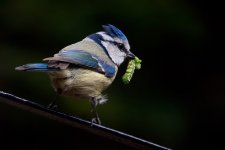 Blue_Tit_42.jpg