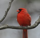 Cardinal c s s1200 5956.JPG