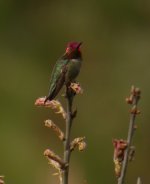 DSCN5803 Anna's Hummingbird 2 bf.jpg