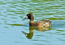 greater_scaup_sm.jpg