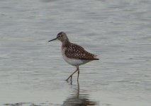 Wood Sandpiper Flashes 290411.JPG