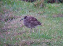 Whimbrel Flashes 290411.jpg