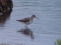 Greenshank Flashes 290411.jpg