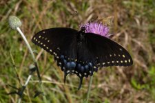 DSCN4975 Swallowtail sp. bf.jpg