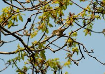 Wood-Warbler-1.jpg