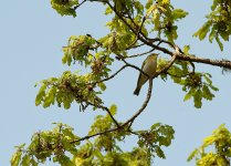 Wood-Warbler-2.jpg