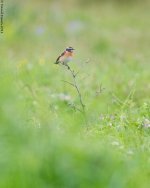 Whinchat1SA800.jpg