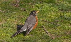 DSCN4660 American Robin bf.jpg