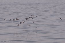 sulaibikhat beach clean up may 13-14.JPG