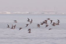 sulaibikhat beach clean up may 13-49.JPG