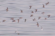 sulaibikhat beach clean up may 13-55.JPG