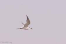 sulaibikhat beach clean up may 13-84.JPG