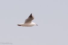 sulaibikhat beach clean up may 13-112.JPG