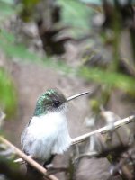 Snowcap, female -  - Altos del Maria, Panama - photo by Blake Maybank.jpg