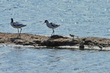 Avocet 1_resize.jpg