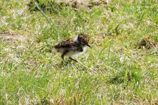 Lapwing 1_resize.jpg