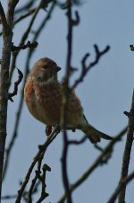 Linnet1_resize.jpg