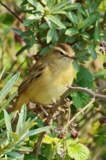 Sedge Warbler 1_resize.jpg