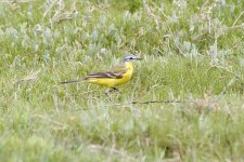 Yellow-Wagtail-ssp-(35).jpg
