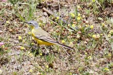 Yellow-Wagtail-ssp1.jpg