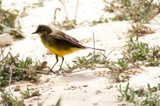 Yellow-Wagtail-7-sp-(9).jpg