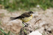 Yellow-Wagtail-ssp-(28).jpg