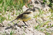 Yellow-Wagtail-ssp-(30).jpg