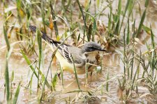 Yellow-Wagtail-ssp8-(2).jpg