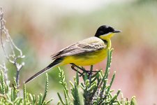 Black-headed-Wagtail---Goksu-(16).jpg