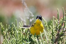 Black-headed-Wagtail---Goksu-(21).jpg