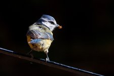 Blue_Tit_44.jpg