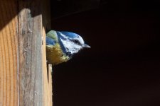 Blue_Tit_47.jpg