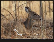 deer-at-the-rest-W.jpg