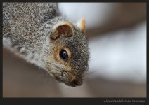 curious-squirrel-W.jpg