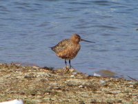 Bar-tailed Godwit Moors 300411.JPG